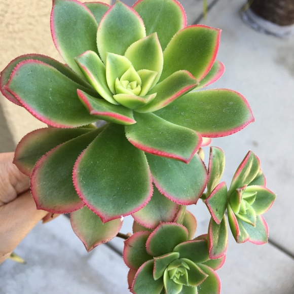 Other - Stunning Cluster of Kiwi Succulents Plant